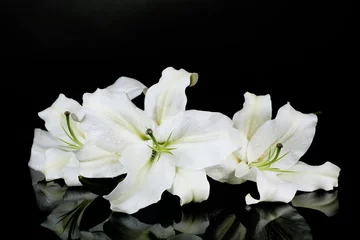 Foto auf Acrylglas Wasserlilien Schöne Lilie isoliert auf schwarz