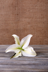 Beautiful lily on wooden table