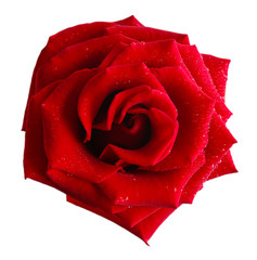 Beautiful red rose isolated on white