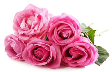 Beautiful pink roses isolated on white