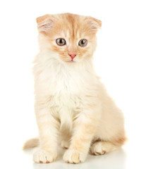 Cute little Scottish fold kitten, isolated on white