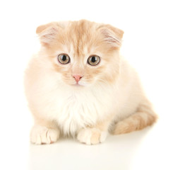 Cute little Scottish fold kitten, isolated on white