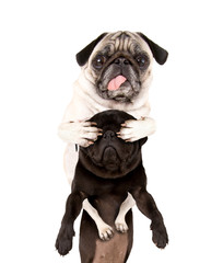 a pug covering another pug's eyes