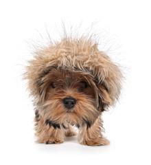 a cute yorkshire terrier on a white background