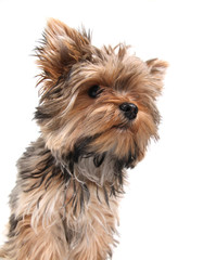 a cute yorkshire terrier on a white background