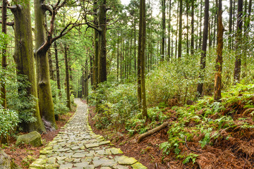 Obraz premium Kumano Kodo Sacred Japanese Trail in Nachi, Japan
