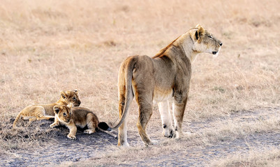 Lion and Cubs on the Masai Mara in Africa