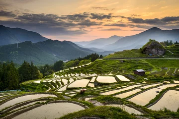 Abwaschbare Fototapete Reisfelder Reisfelder in Kumano, Japan