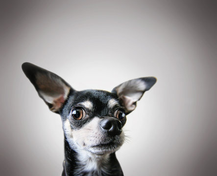 a cute chihuahua on a gray background