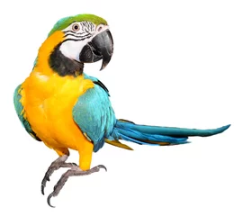 Foto auf Acrylglas Papagei Blauer und goldener Ara