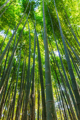 Obraz na płótnie Canvas Bamboo Groves.
