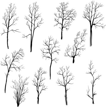 set of different winter trees