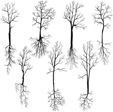 set of different winter trees and roots