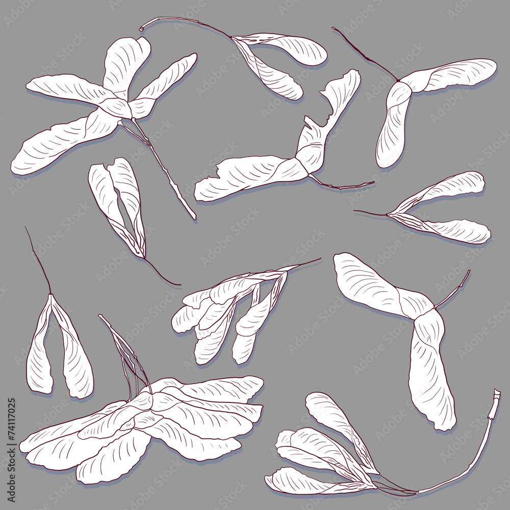 Wall mural linear drawing seeds of maple