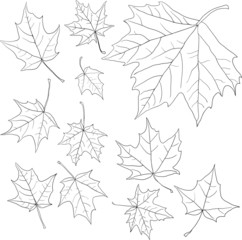 linear drawing leaves of maple