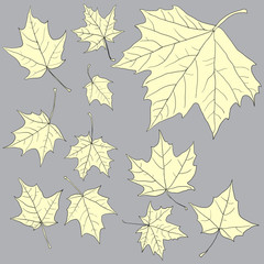 linear drawing leaves of maple