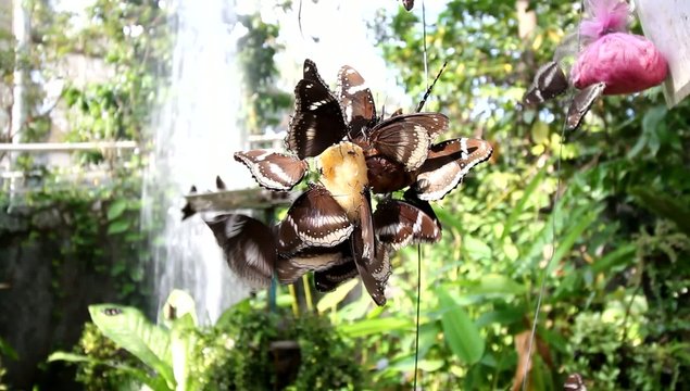 A group of butterflies eating