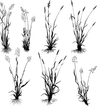 Set of grass silhouettes
