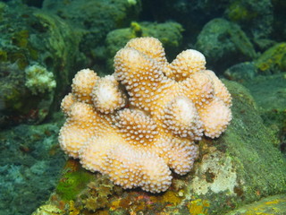 Stone coral, Island Bali, Tulamben