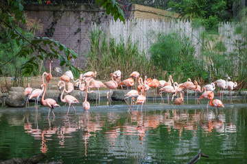 Flamingo bird in a pond