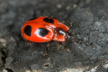 Handsome Fungus Beetle, endomychus coccineus on burnt wood