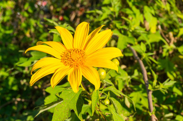 Tree marigold, Mexican tournesol, Mexican sunflower .