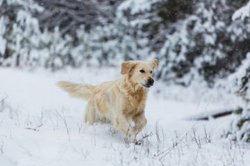 Retriever in winter forest