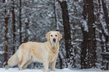 Retriever in winter forest