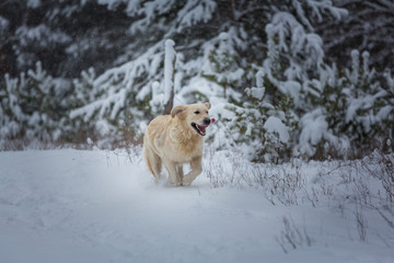 Retriever in winter forest