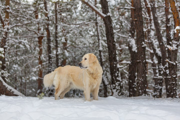 Retriever in winter forest
