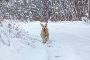 Retriever in winter forest