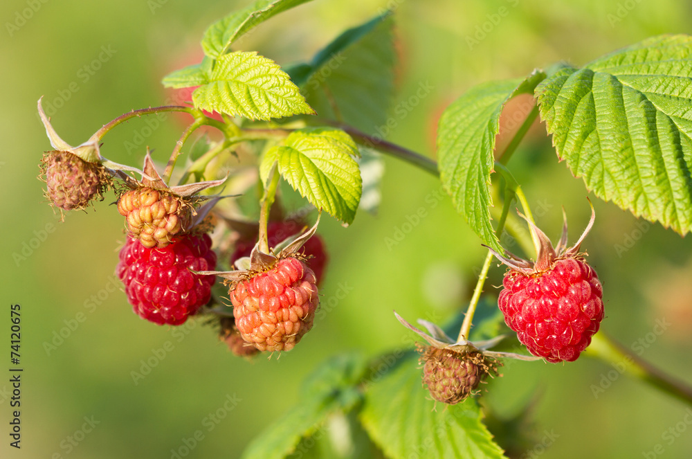 Wall mural Branch of a red raspberry