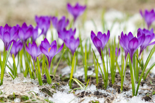 Beautiful violet crocuses