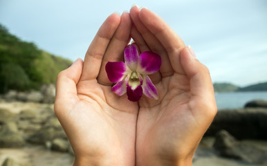 Orchid in hands