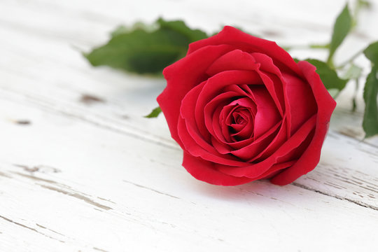 red rose on white wood background