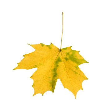 Single yellow autumn leaf isolated on white