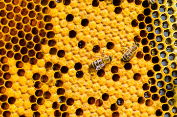Close up view of the working bees on honey cells