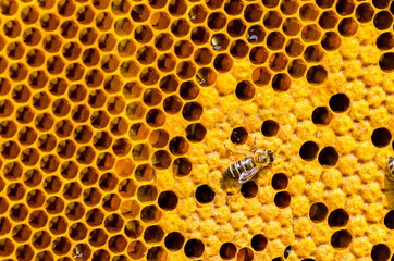Close up view of the working bees on honey cells