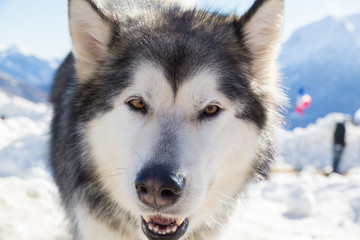 Alaskan Malamute in the snow