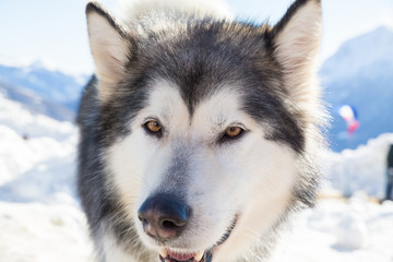 Naklejka premium Alaskan Malamute in the snow