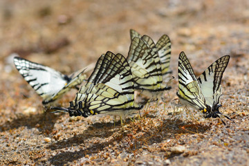 Fototapeta na wymiar Spectacles Swordtail butterfly