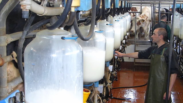 Milking cows on farm, working with dairy equipment