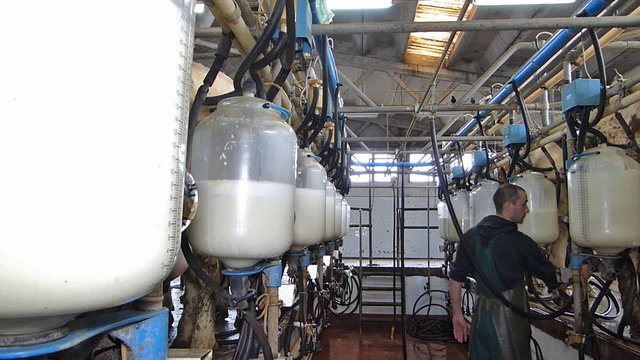 Milking cows on farm, working with dairy equipment