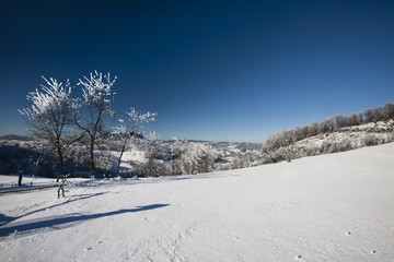 frozen trees