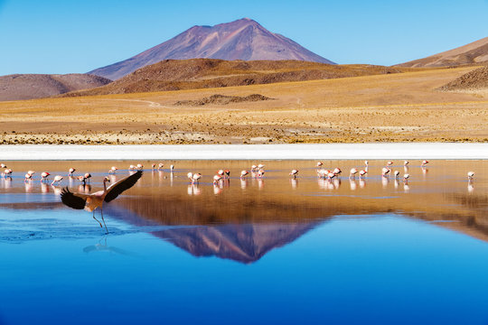 Laguna Bolivia landing flamingo
