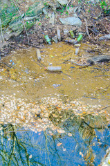 garbage and plastic bottles pollution at a water edge