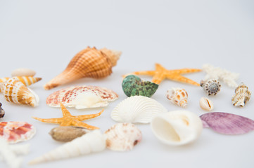 Obraz na płótnie Canvas sea shells background