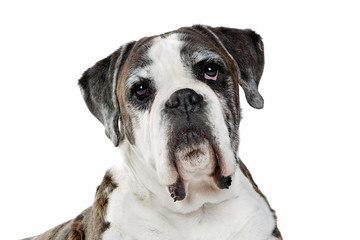Fototapeta premium Boxer dog in front of a white background