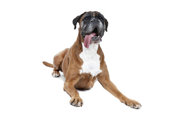 old brown boxer Boxer dog in front of a white background