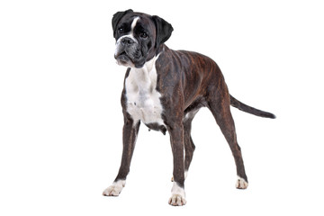 Boxer dog in front of a white background